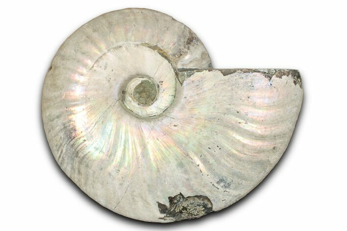 Silver Iridescent Ammonite (Cleoniceras) Fossil - Madagascar #345596